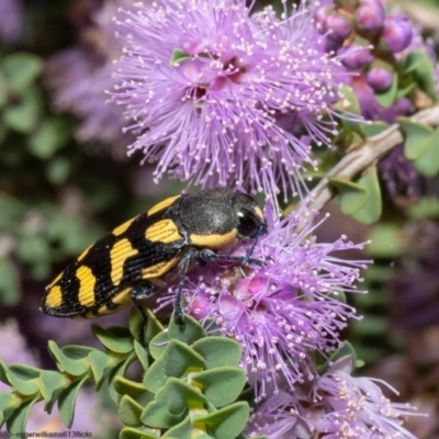 Castiarina octospilota (A Jewel Beetle) at Macgregor, ACT - 5 Jan 2023 by Roger