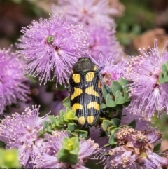 Castiarina octospilota at Macgregor, ACT - 5 Jan 2023 03:04 PM