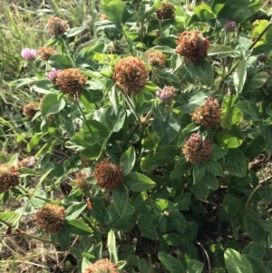 Trifolium pratense at Crace, ACT - 7 Jan 2023