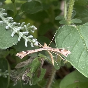 Sinpunctiptilia emissalis at Franklin, ACT - 4 Jan 2023