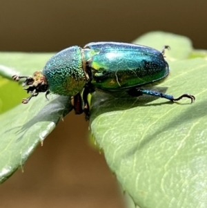 Lamprima aurata at Murrumbateman, NSW - 5 Jan 2023