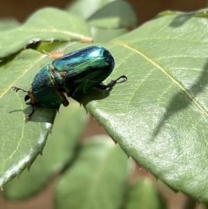 Lamprima aurata at Murrumbateman, NSW - 5 Jan 2023