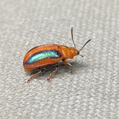 Calomela curtisi (Acacia leaf beetle) at Molonglo Valley, ACT - 5 Jan 2023 by SteveBorkowskis