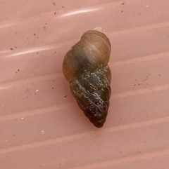 Cochlicella barbara (Small Pointed Snail) at Coombs, ACT - 5 Jan 2023 by SteveBorkowskis