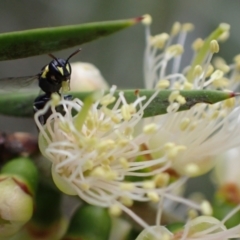 Hylaeus (Gnathoprosopis) amiculinus (Hylaeine colletid bee) at Murrumbateman, NSW - 4 Jan 2023 by SimoneC