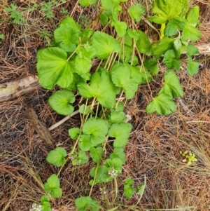 Pelargonium australe at Isaacs, ACT - 5 Jan 2023 05:33 PM