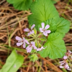 Pelargonium australe at Isaacs, ACT - 5 Jan 2023 05:33 PM