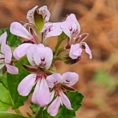 Pelargonium australe at Isaacs, ACT - 5 Jan 2023 05:33 PM