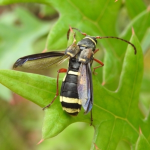 Hesthesis sp. (genus) at Acton, ACT - 5 Jan 2023