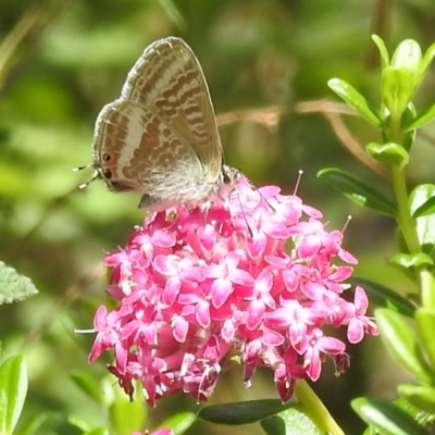 Lampides boeticus (Long-tailed Pea-blue) at Acton, ACT - 5 Jan 2023 by HelenCross