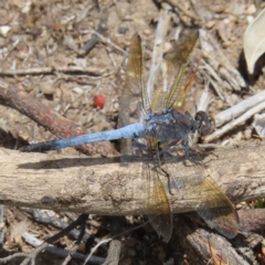 Orthetrum caledonicum (Blue Skimmer) at Stromlo, ACT - 5 Jan 2023 by MatthewFrawley