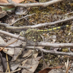 Orthetrum caledonicum at Stromlo, ACT - 5 Jan 2023