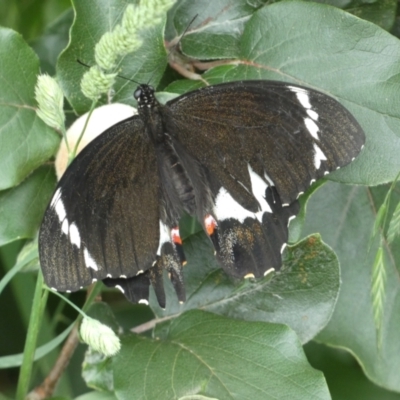 Papilio aegeus (Orchard Swallowtail, Large Citrus Butterfly) at Numeralla, NSW - 30 Dec 2022 by Steve_Bok