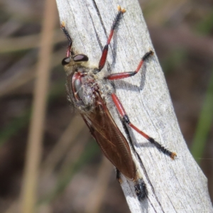 Neoaratus hercules at Stromlo, ACT - 5 Jan 2023