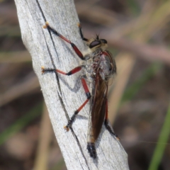 Neoaratus hercules at Stromlo, ACT - 5 Jan 2023