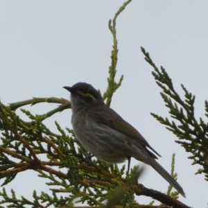 Caligavis chrysops at Numeralla, NSW - 31 Dec 2022