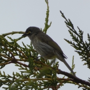 Caligavis chrysops at Numeralla, NSW - 31 Dec 2022