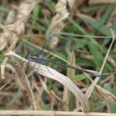 Austroargiolestes icteromelas (Common Flatwing) at Numeralla, NSW - 31 Dec 2022 by Steve_Bok