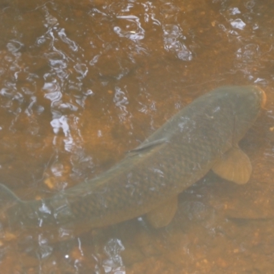 Cyprinus carpio (Common Carp) at Numeralla, NSW - 31 Dec 2022 by SteveBorkowskis