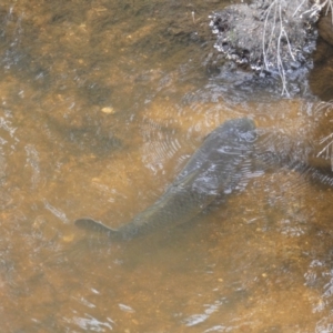 Cyprinus carpio at Numeralla, NSW - suppressed