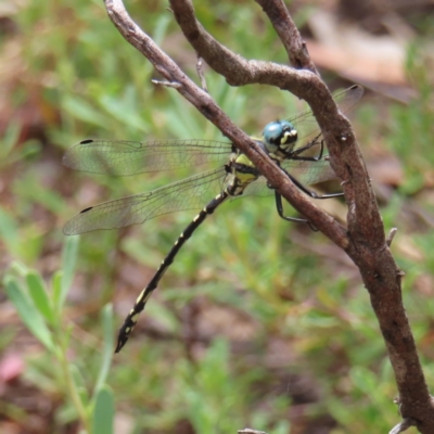 Parasynthemis regina (Royal Tigertail) at Stromlo, ACT - 5 Jan 2023 by MatthewFrawley