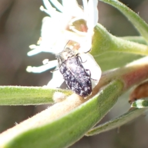 Diphucrania sp. (genus) at Murrumbateman, NSW - 4 Jan 2023 01:15 PM