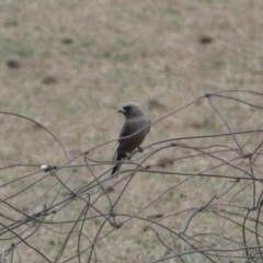 Artamus cyanopterus cyanopterus (Dusky Woodswallow) at Numeralla, NSW - 31 Dec 2022 by Steve_Bok