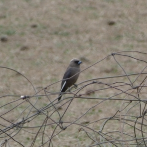 Artamus cyanopterus at Numeralla, NSW - suppressed