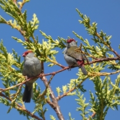 Neochmia temporalis at Numeralla, NSW - suppressed