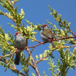 Neochmia temporalis at Numeralla, NSW - suppressed