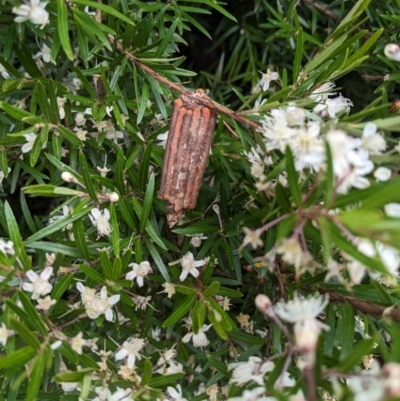 Clania lewinii & similar Casemoths (Parallel stick Case Moths) at Acton, ACT - 5 Jan 2023 by HelenCross