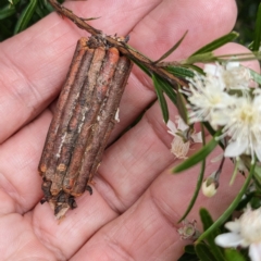 Clania lewinii & similar Casemoths at Acton, ACT - 5 Jan 2023 02:50 PM