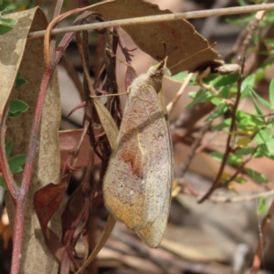 Heteronympha merope at Stromlo, ACT - 5 Jan 2023 02:53 PM