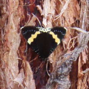 Eutrichopidia latinus at Stromlo, ACT - 5 Jan 2023 03:01 PM