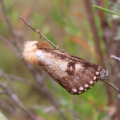 Epicoma contristis (Yellow-spotted Epicoma Moth) at Stromlo, ACT - 5 Jan 2023 by MatthewFrawley