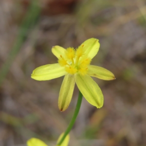 Tricoryne elatior at Stromlo, ACT - 5 Jan 2023