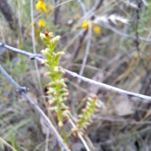 Microtis sp. at Watson, ACT - 5 Jan 2023