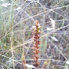 Microtis sp. at Watson, ACT - 5 Jan 2023