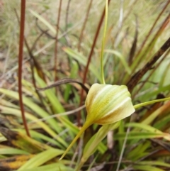 Diplodium sp. (A Greenhood) - 1 Jan 1900 by Venture