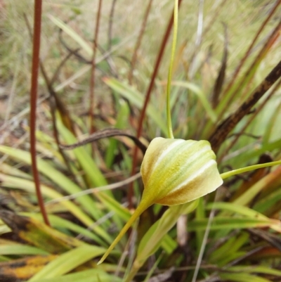 Diplodium sp. (A Greenhood) - 1 Jan 1900 by Venture