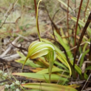 Diplodium sp. at Paddys River, ACT - 5 Jan 2023