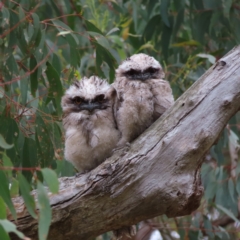 Podargus strigoides (Tawny Frogmouth) at Stromlo, ACT - 5 Jan 2023 by MatthewFrawley