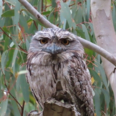 Podargus strigoides at Stromlo, ACT - 5 Jan 2023