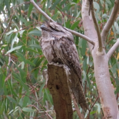 Podargus strigoides at Stromlo, ACT - 5 Jan 2023