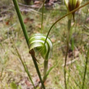 Diplodium decurvum at Paddys River, ACT - 5 Jan 2023