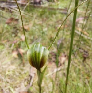 Diplodium decurvum at Paddys River, ACT - 5 Jan 2023