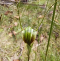 Diplodium decurvum at Paddys River, ACT - 5 Jan 2023