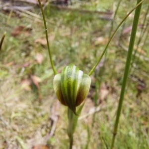 Diplodium decurvum at Paddys River, ACT - 5 Jan 2023