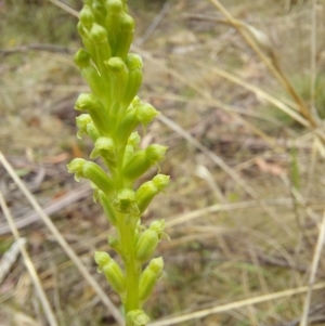 Microtis sp. at Paddys River, ACT - 5 Jan 2023