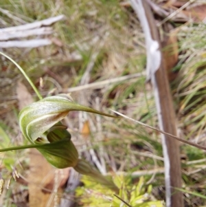 Diplodium aestivum at Paddys River, ACT - 5 Jan 2023